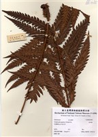 藏品(日本狗脊蕨)的圖片